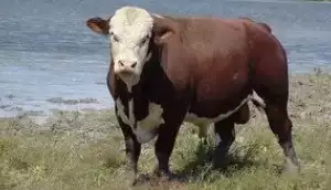 Kazah beleogol pasma krave